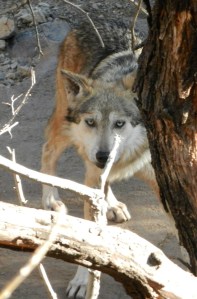 11 Mexican Wolf