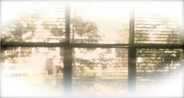 daylight outside my window 2