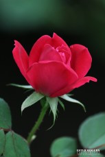 © Ester Rogers Photography