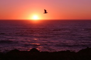 SeaGull Sunset