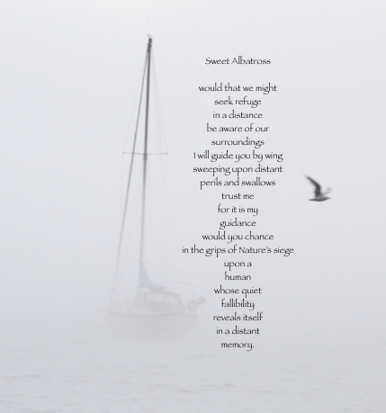 albatross and sailboat